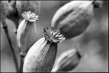 Lens: Carl Zeiss Makro-Planar 60mm f2.8 · Lomography