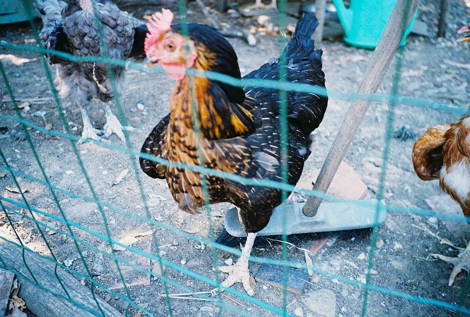 Photos by Lau Ming Chun and Charlotte Pelleray | Shot with Lomo MC-A 135 全自动随拍胶片相机