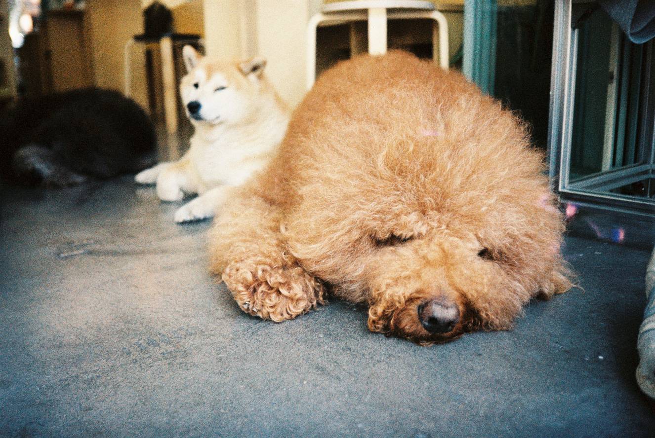©唐夏雯｜使用 Lomo MC‑A 全自动随拍胶片相机 &  LomoChrome Classicolor ISO 200 135 经典版彩色负片 拍摄