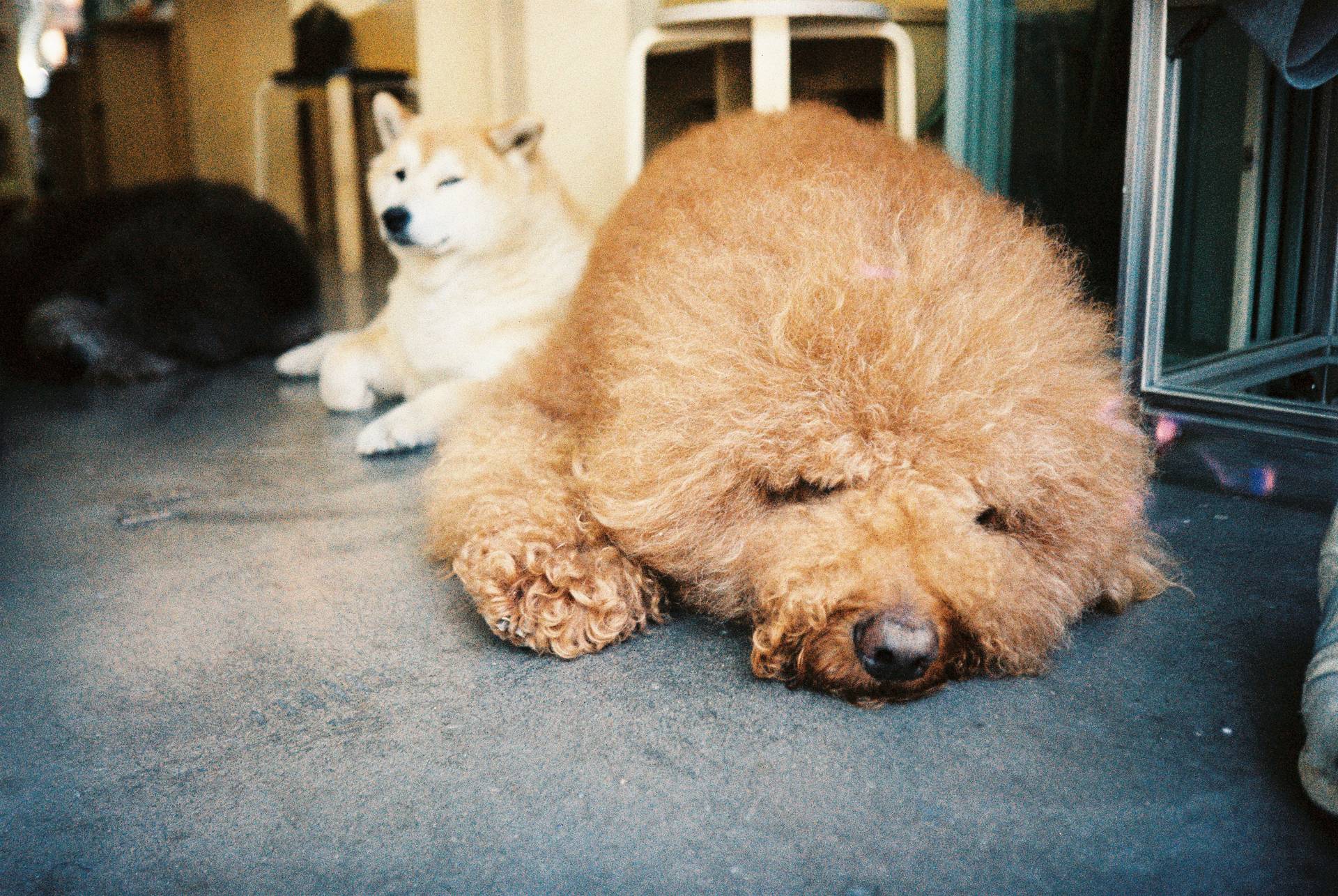 ©唐夏雯｜使用 Lomo MC‑A 全自动随拍胶片相机 &amp;  LomoChrome Classicolor ISO 200 135 经典版彩色负片 拍摄