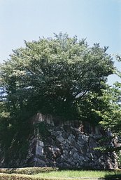 Camera: Fujica Compact Deluxe · Lomography