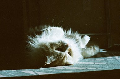 Lens: minolta md 300mm f4.5 · Lomography Lens: minolta md 300mm f4.5 · Lomography