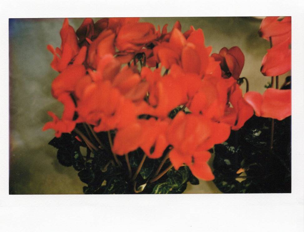 © 星星 | 使用 Lomo'Instant Wide Glass 宽幅玻璃镜头拍立得相机 拍摄