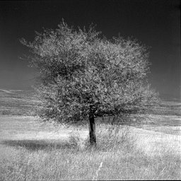 Lens: Mamiya Sekor 80mm f/2.8 