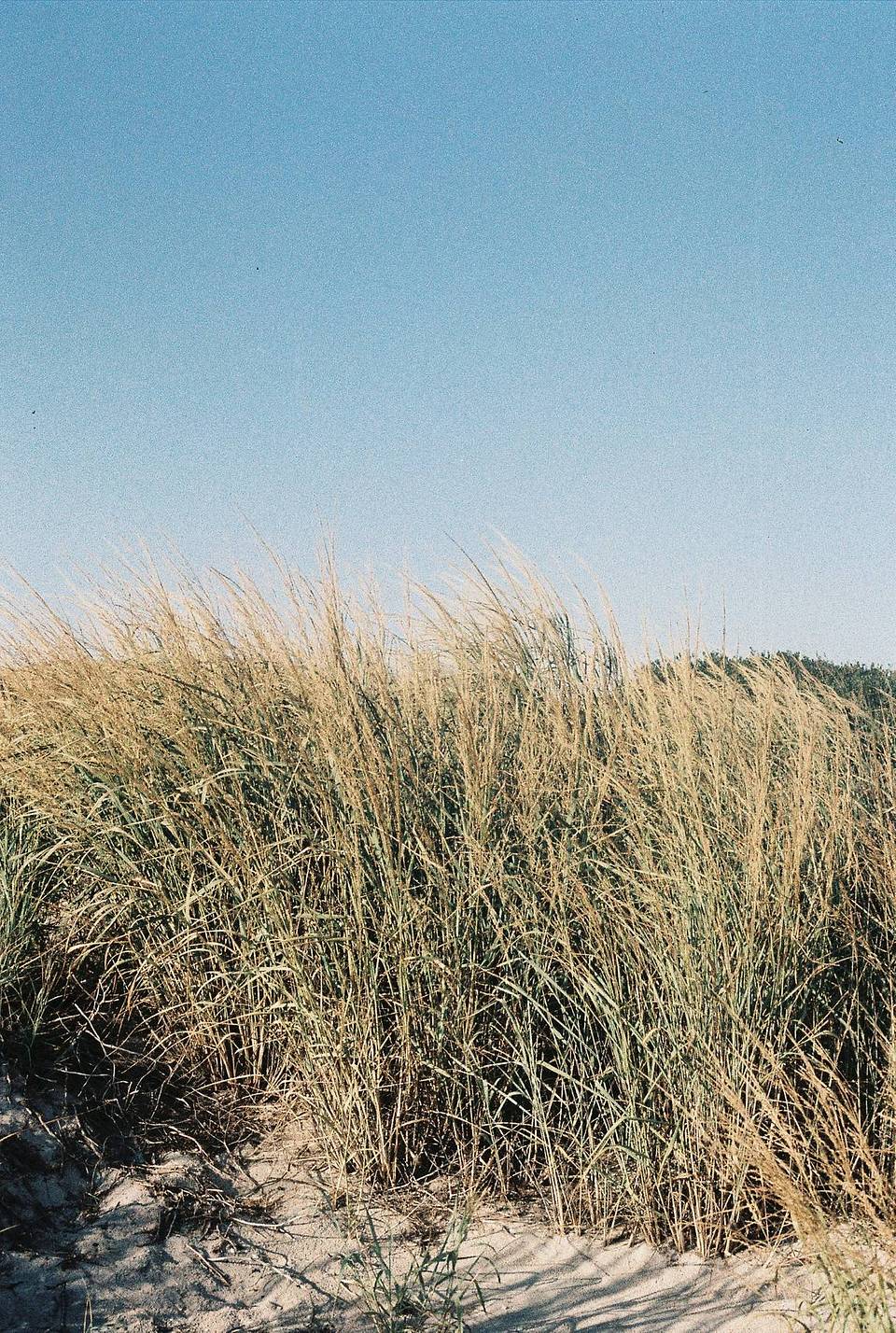 Photo by Erica Reade , 用 LomoChrome Classicolor ISO 200 135 经典版彩色负片 拍摄