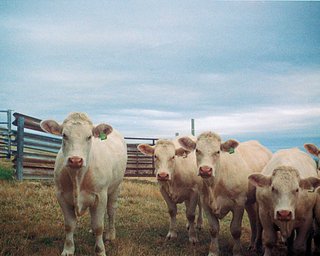 【動作確認済】 POCKET FUJICA 250 H6-0723-8p カメラ: pocket fujica 250 · Lomography