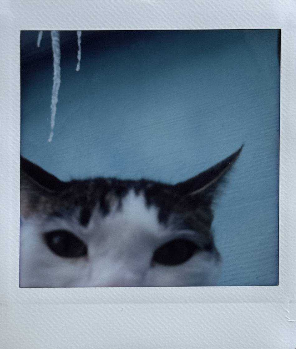 一些奇怪的猫猫视角