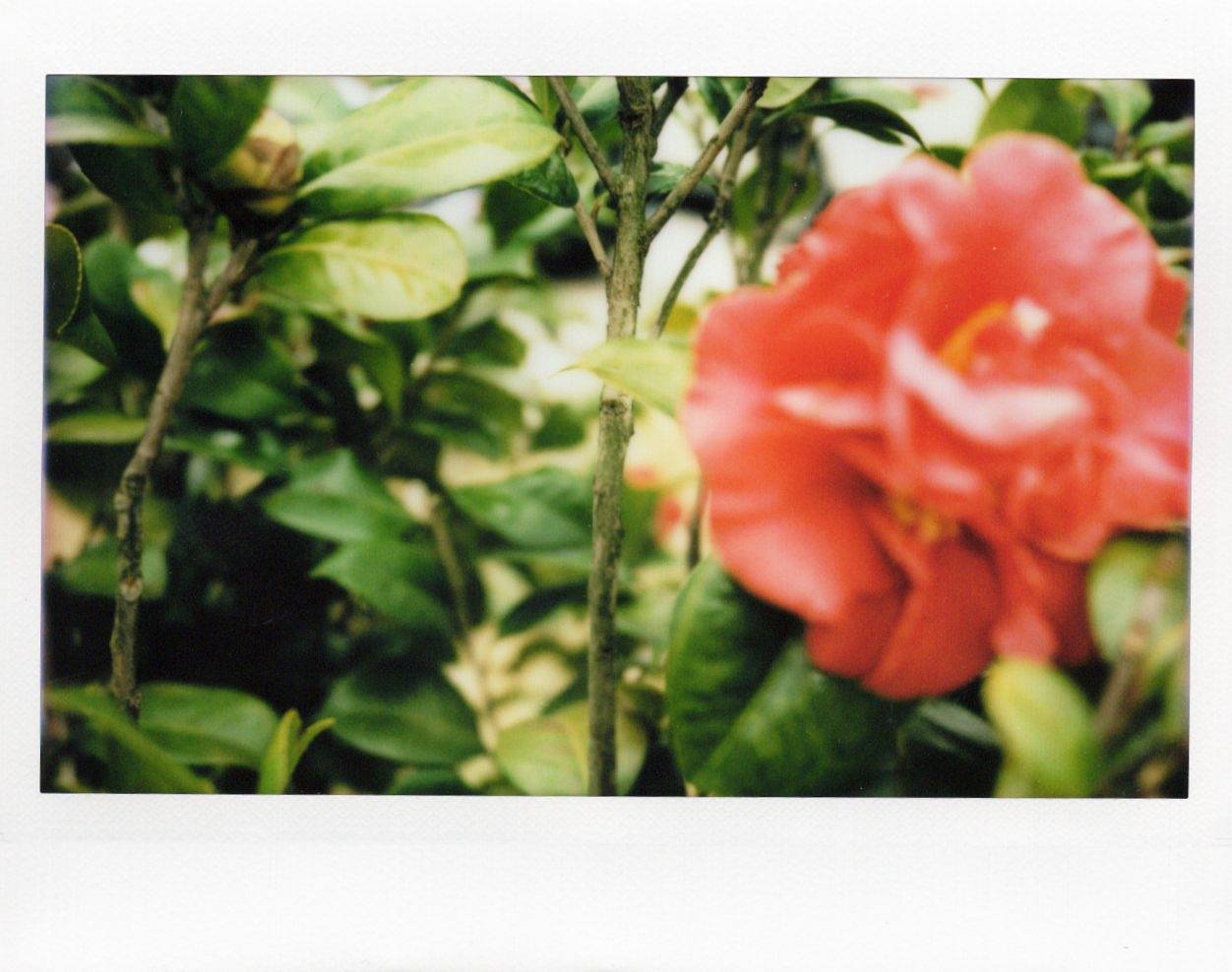 © 星星 | 使用 Lomo'Instant Wide Glass 宽幅玻璃镜头拍立得相机 拍摄
