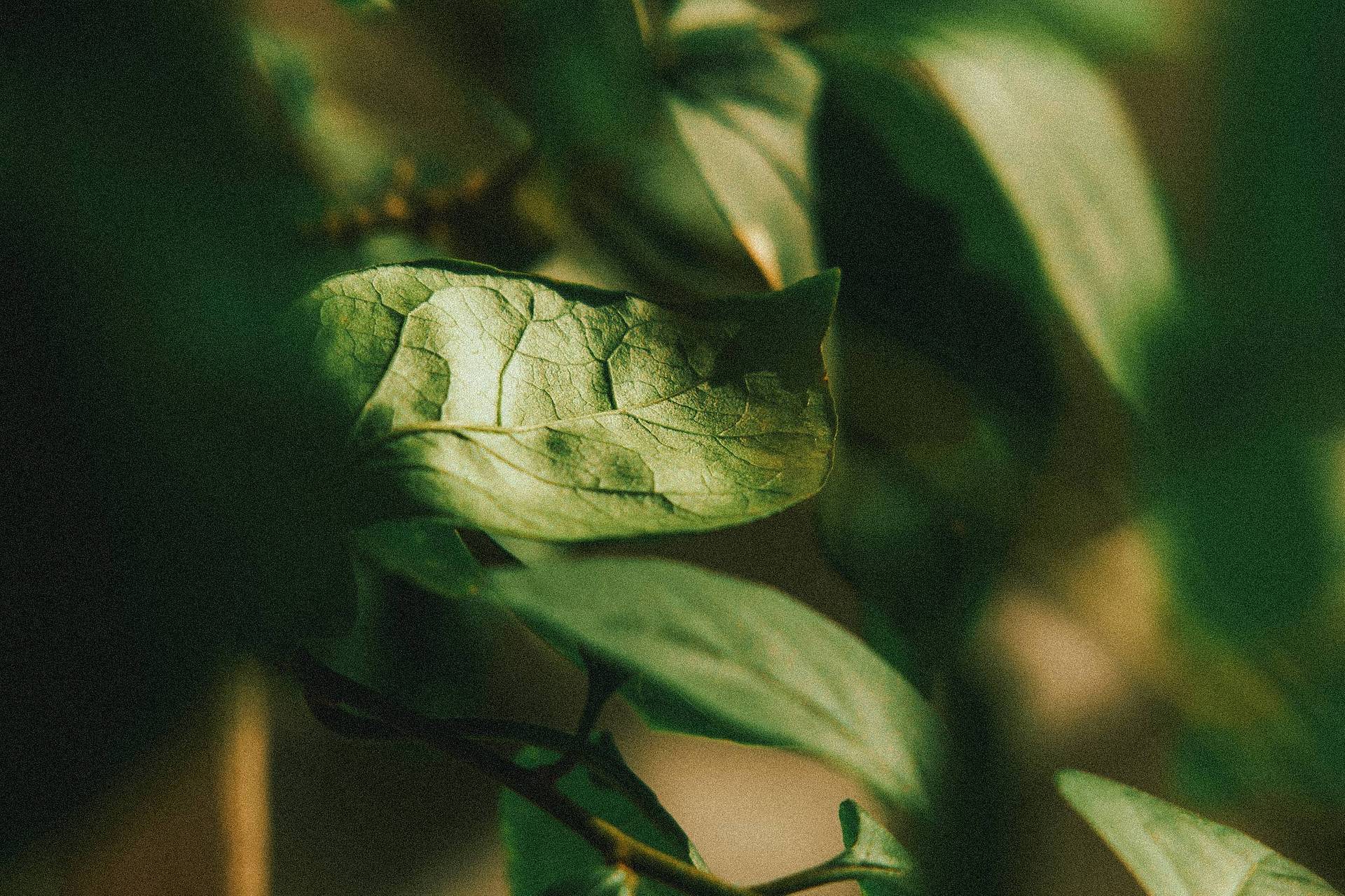 ©️hei.photog | Nour Triplet V 2.0/64 Bokeh Control