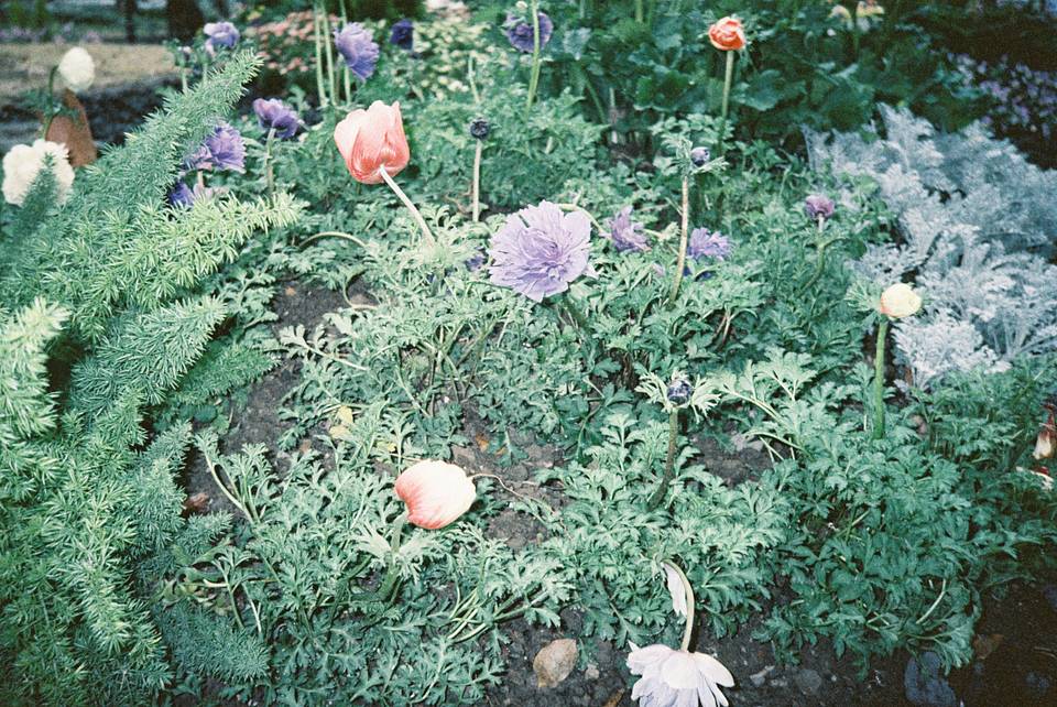 © 黄媛媛 | 使用 Lomo MC-A 135 全自动随拍胶片相机 - 经典银 &amp; LomoChrome Classicolor ISO 200 135 经典版彩色负片 拍摄