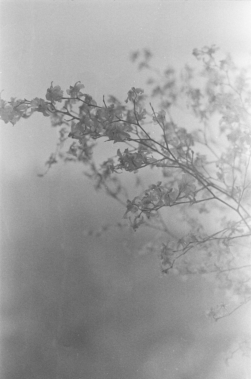 © 炉膛 |  Lomography B&amp;W ISO 400 Berlin Kino 135 柏林电影黑白胶卷
