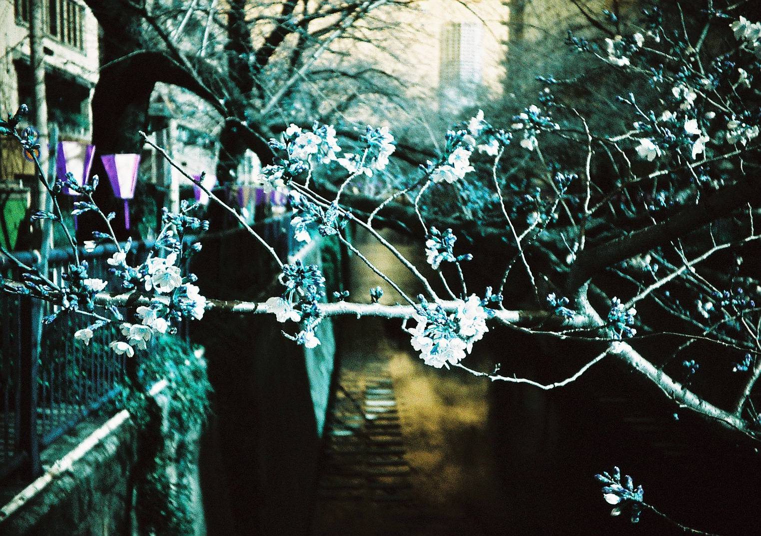簡単に「レトロ」な写真を写せちゃう！おすすめフィルム6選 · Lomography