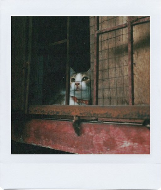 Writer's Notes: Learning Instant Photography