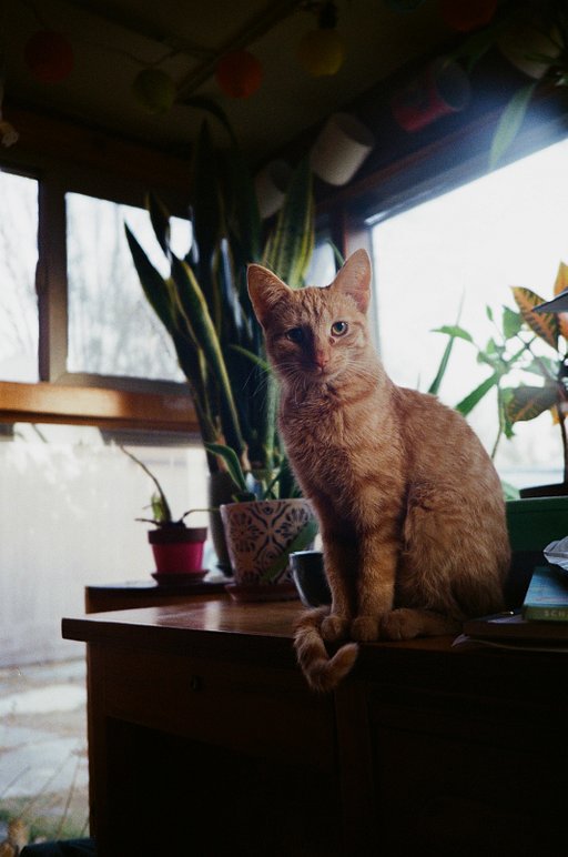 Lomo MC-A First Impressions with Trev Lee
