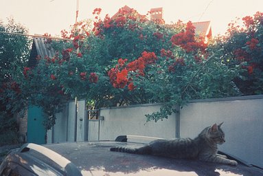 Camera: Minolta AF Panorama zoom 28 · Lomography