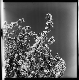 Camera: Argus Super Seventy-Five · Lomography