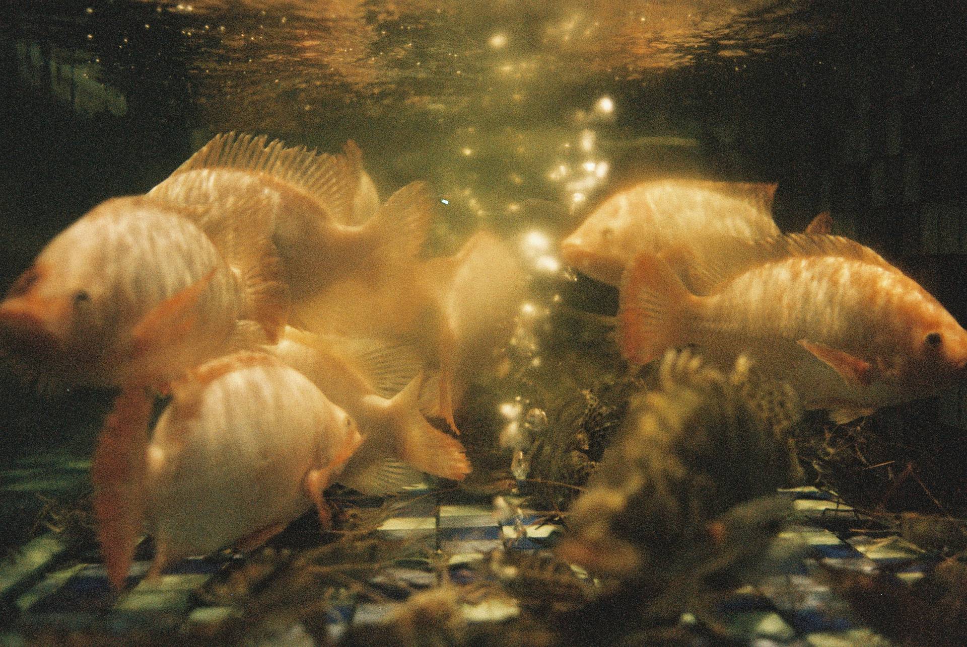 © YE | Shot on LomoChrome Color '92 ISO 400 135 日落版