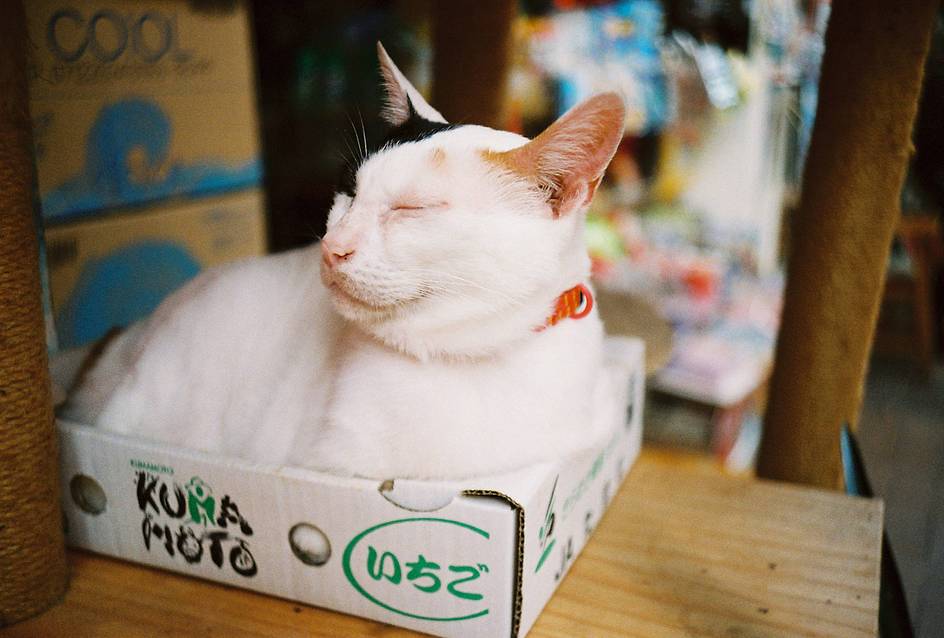 Photos by Lau Ming Chun, Nikki Cheung, Kota Sekiya, Edwin Chau, Will George, Melissa Peritore, and Masato Hirano | Shot with Lomo MC-A 135 全自动随拍胶片相机