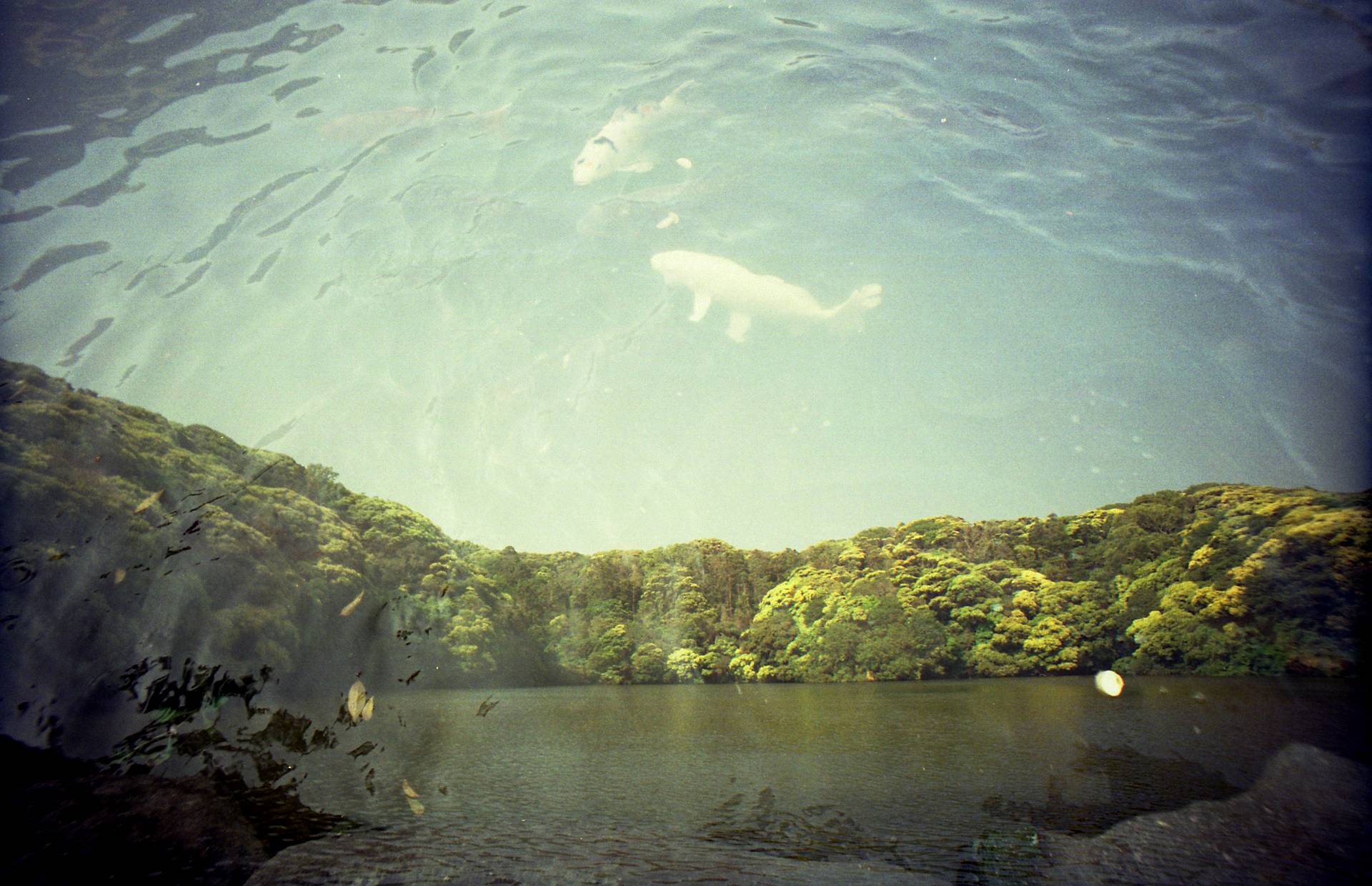 Film Photos by kazzlight and Edwardconde