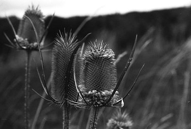 レンズ: Schneider-Kreuznach Xenon 50mm f2 · Lomography