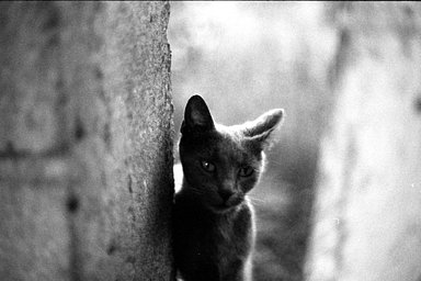 レンズ: Konica Hexanon AR 50mm F1.7 · Lomography