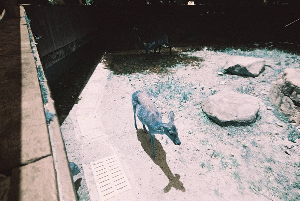 LomoApparat 21mm 阿帕赫超广角胶片相机 + LomoChrome Turquoise XR 100-400 135 绿松石胶卷