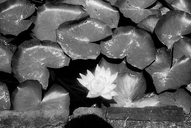 カメラ: Taron 35 · Lomography