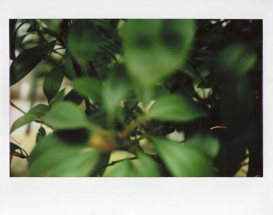 © 星星 | 使用 Lomo'Instant Wide Glass 宽幅玻璃镜头拍立得相机 拍摄