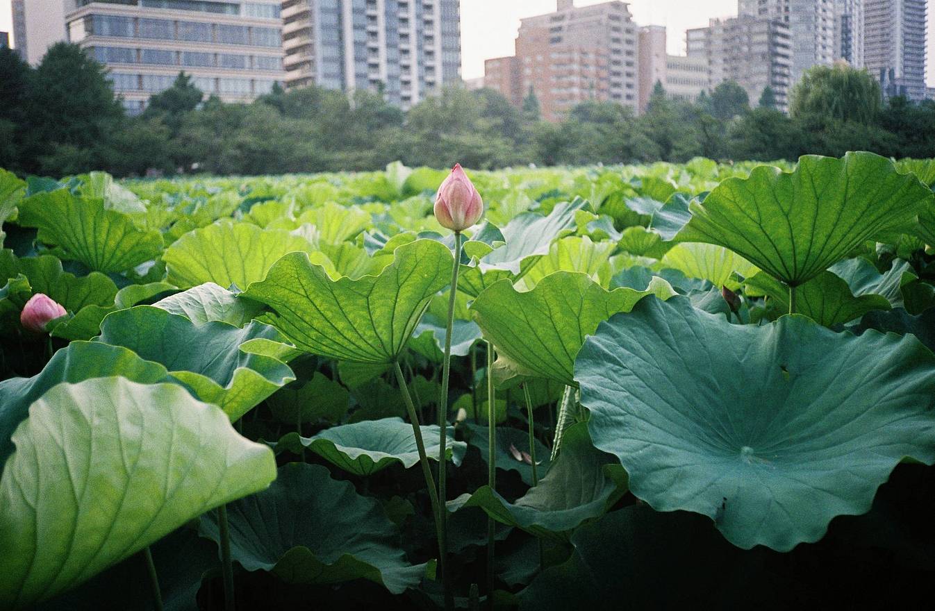 Photos by Misa Imai | Lomo MC-A 135 全自动随拍胶片相机 | Lomography Color Negative ISO 400 135 彩色负片胶卷