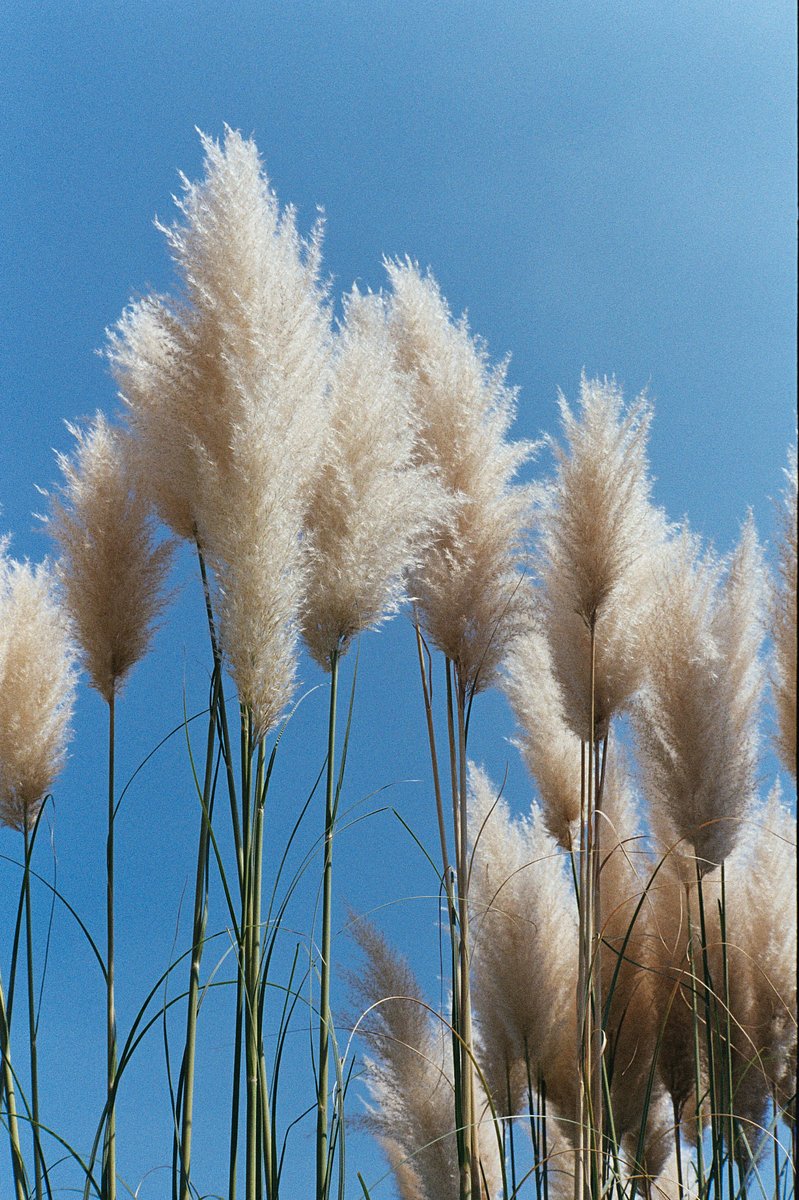 Bc Reeds Reeds in the Sea of Sky — pmonroe · Lomography