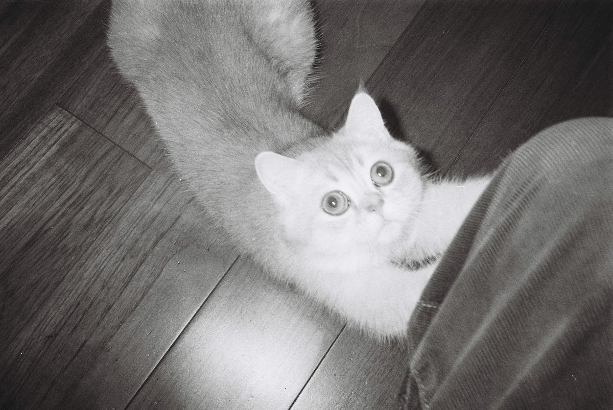 Camera: Olympus AF 10 Super · Lomography