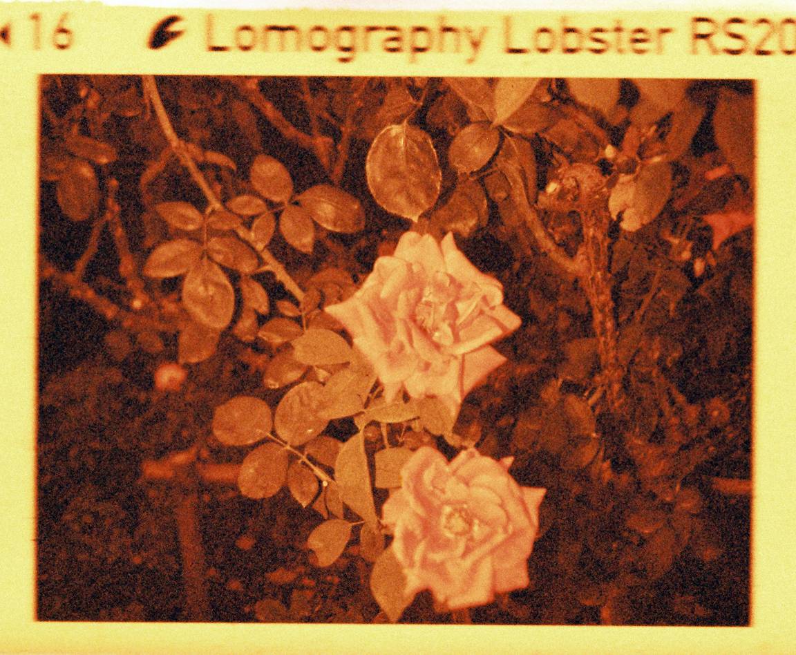 Credits: 孙焱嫣 孙国聪｜Lomography Lobster Redscale 110 红调负片胶卷