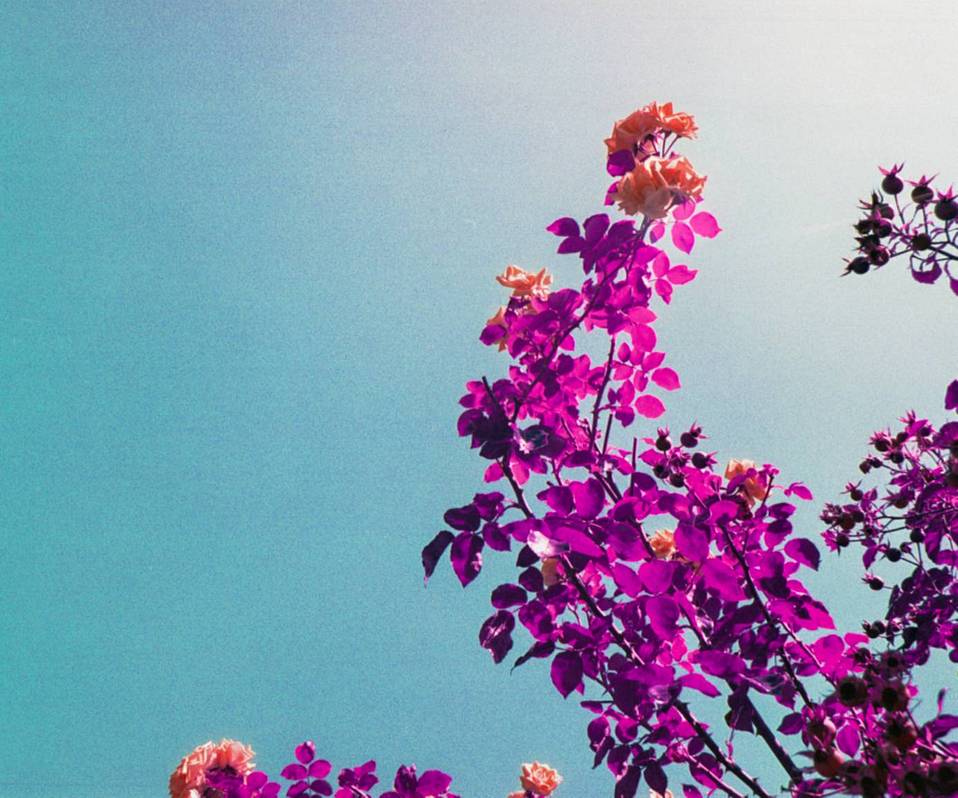 © Alia Romagnoli| LomoChrome Purple 120