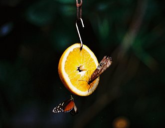 カメラ: Contax 139 Quartz · Lomography