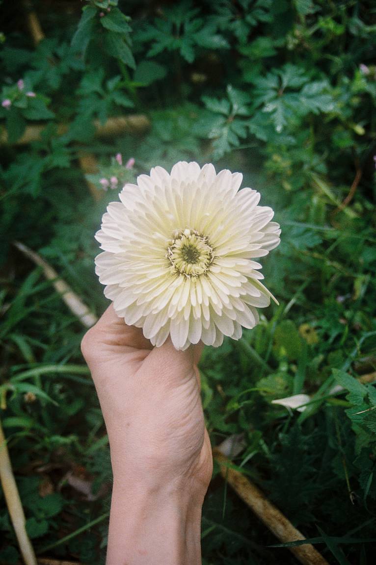 @ Isabella Rose Young | 用 LomoChrome Classicolor ISO 200 135 经典版彩色负片 拍摄