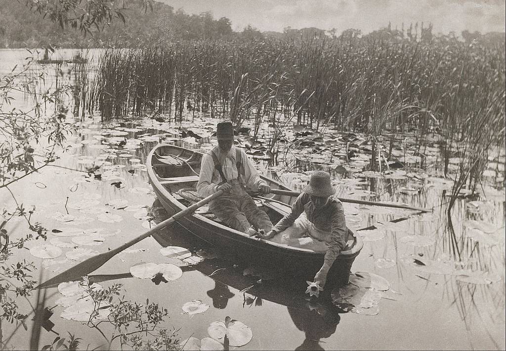 铂金印相 – 采集睡莲（Gathering Waterlilies） – 彼得·亨利·爱默生 | 图片来源：维基共享资源库