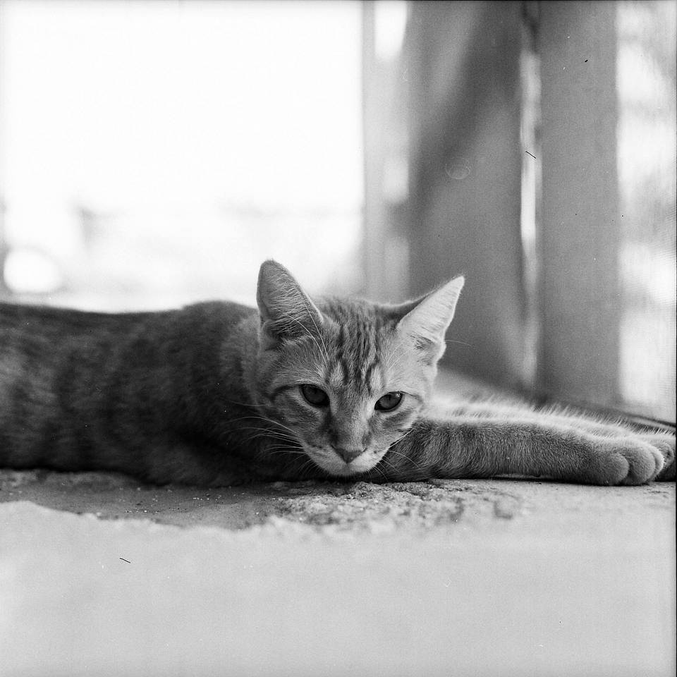 由 clownshoes 以 Mamiya C33 及   Lomography Lady Grey ISO 400 120 黑白胶片拍摄、由 tomkiddo  以 Holga 120 CFN 及 Lomography ISO 100 120 彩色负片拍摄