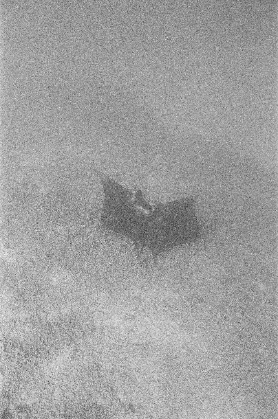 Katharine Kollman 使用 Lomography B&amp;W ISO 400 Berlin Kino 135 柏林电影黑白胶卷 拍摄的照片