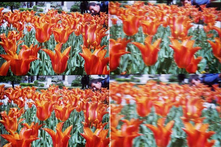 In Bloom