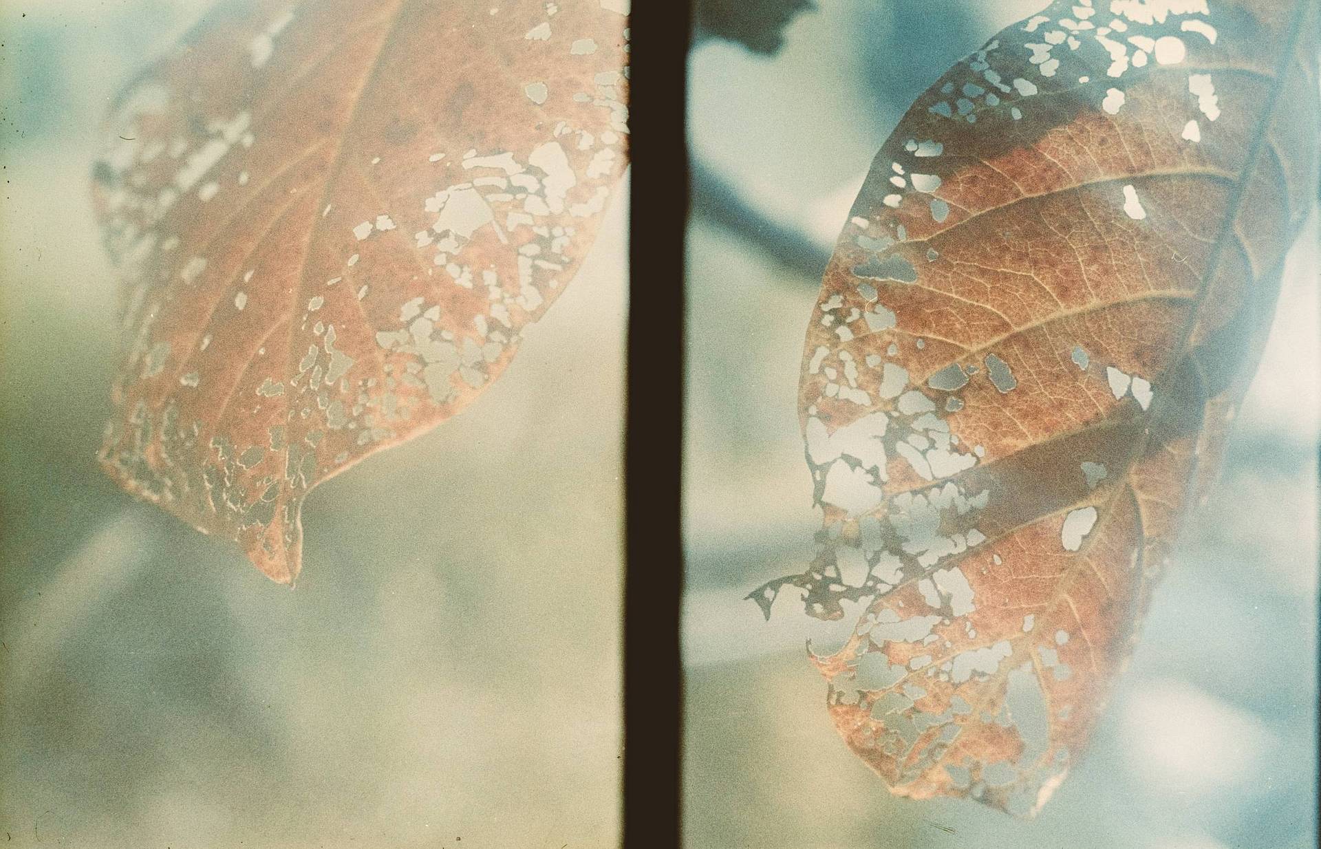 © 呀岳 | LomoChrome Metropolis 135 大都会胶卷