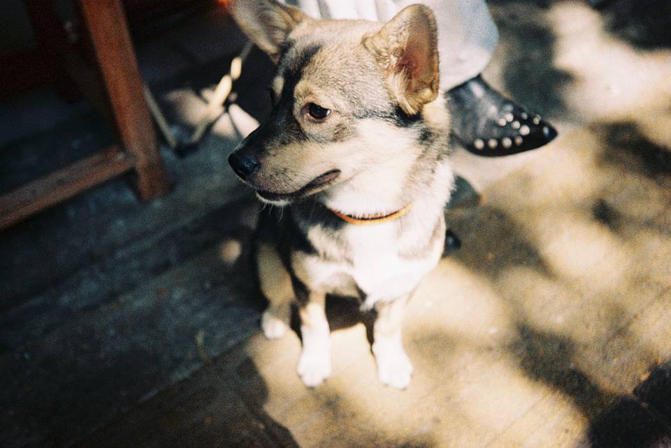 ©周易佳，丁麒燊｜使用 Lomo MC‑A 全自动随拍胶片相机 &  LomoChrome Classicolor ISO 200 135 经典版彩色负片 拍摄