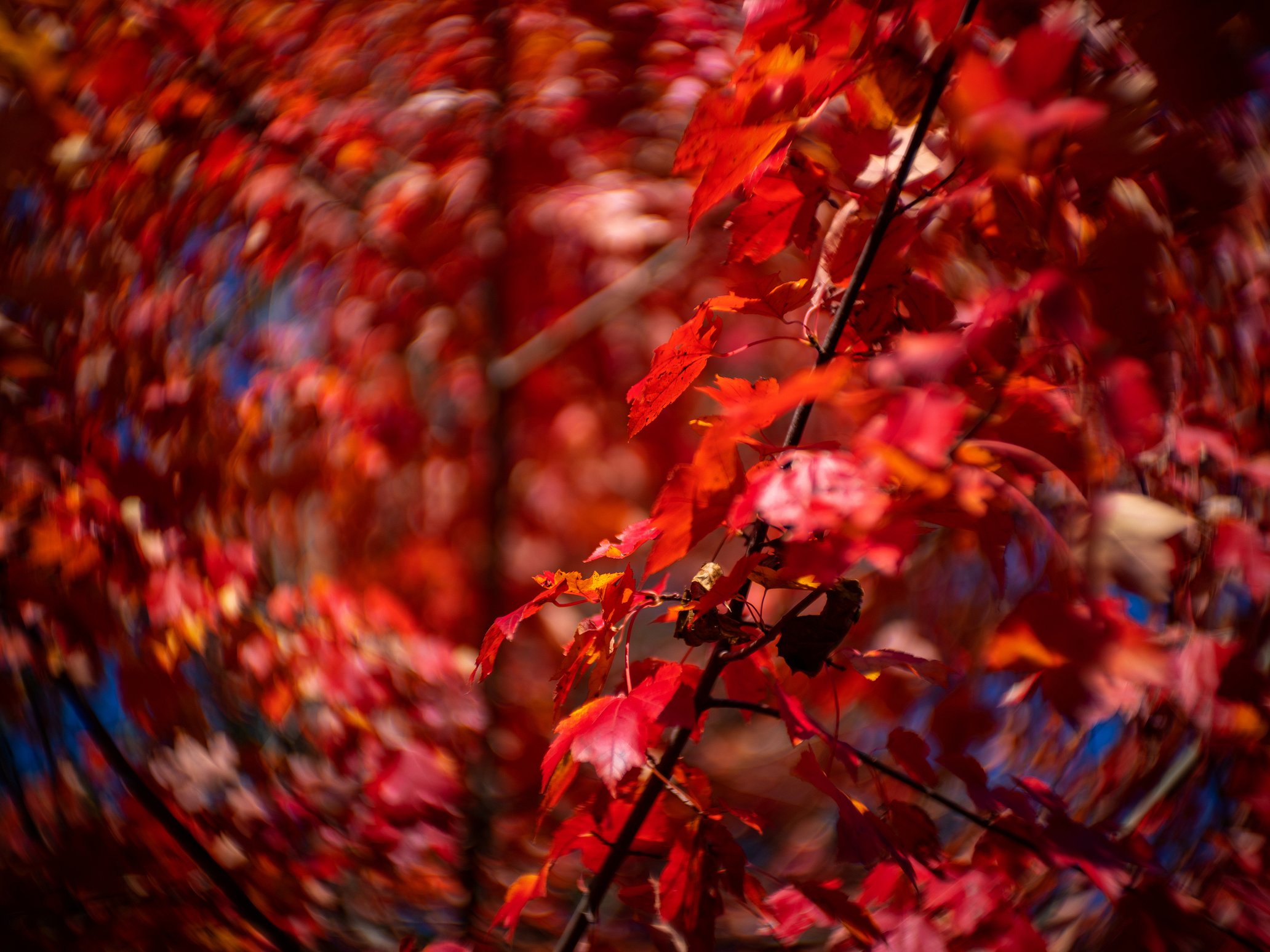 James Joiner's Thoughts on the New Petzval 80.5 MKII Art · Lomography