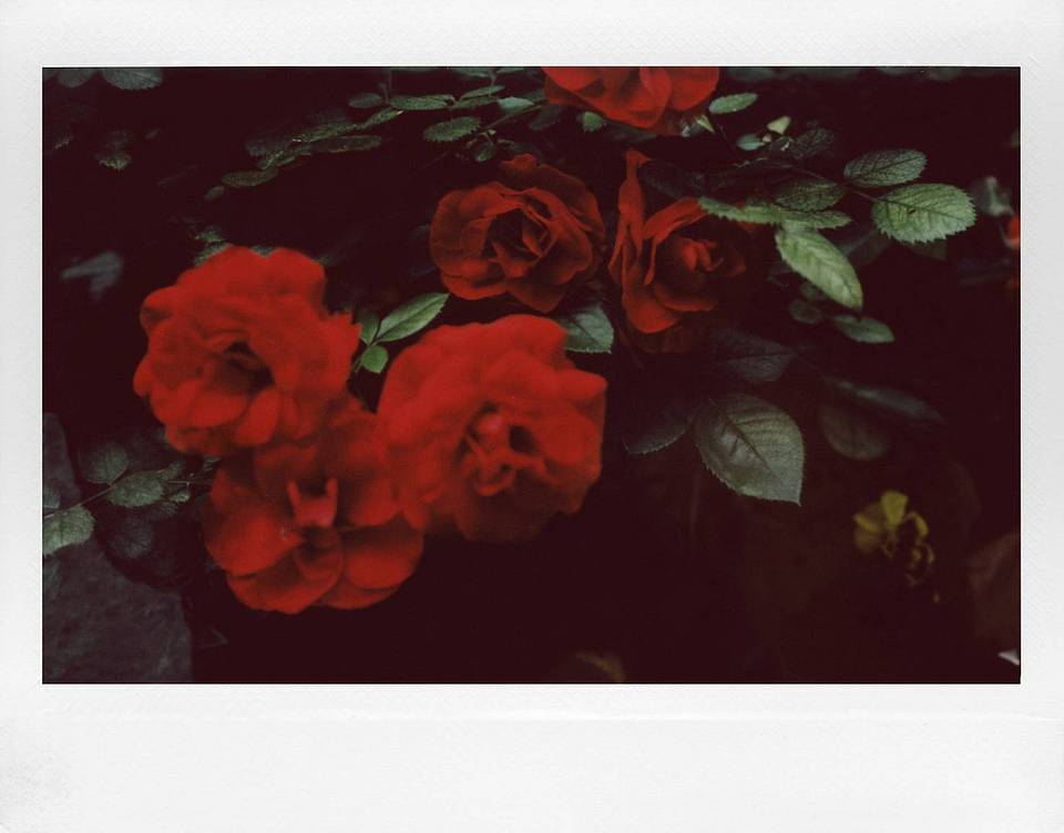 相机: Lomo'Instant Wide Glass 宽幅玻璃镜头拍立得相机 | 摄影师: Fumihiko Suzuki