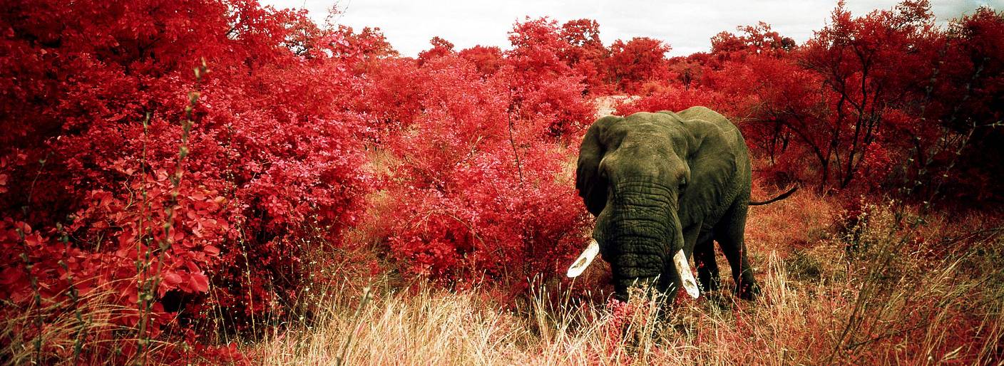 Wildlife 