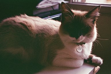 カメラ: Canon Sure Shot 85 Zoom · Lomography
