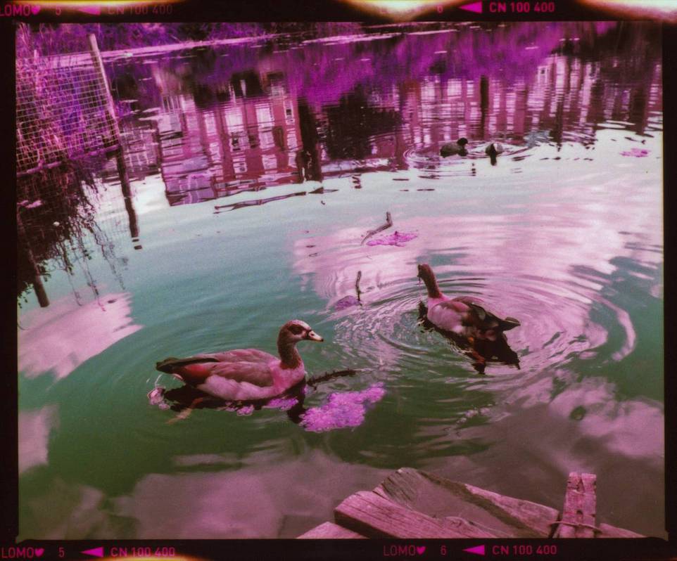 © Alia Romagnoli| LomoChrome Purple 120