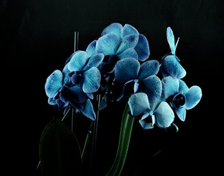 Lens: Mamiya Sekor 140mm f/4.5 · Lomography