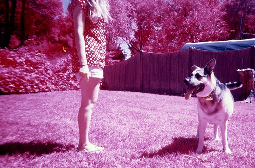 How to Shoot Color Infrared Film in the Simple Use Camera