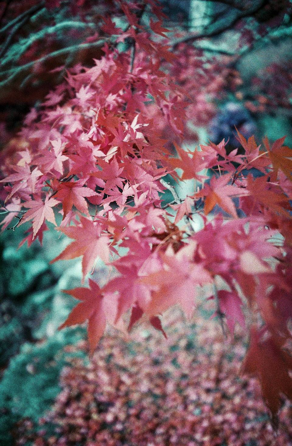 Camera: Lomo MC-A 135 全自动随拍胶片相机 | Film:  LomoChrome Purple ISO 100–400 135 紫调负片