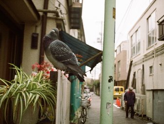 カメラ: Fujica pocket 550 AUTO · Lomography